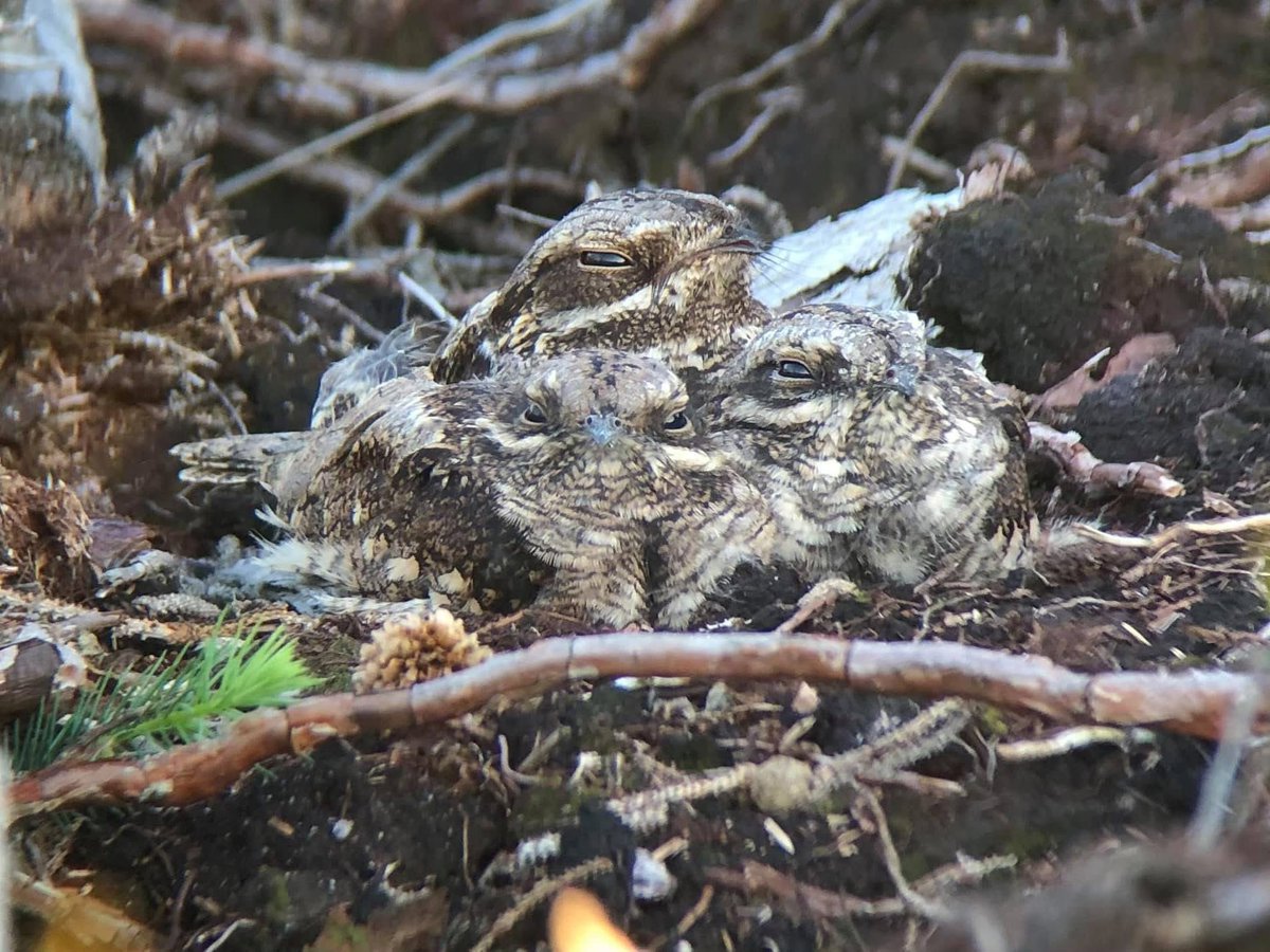 OTD 4 year ago
Might NEVER witness this again 

Female Nightjar incubating her second clutch whilst being accompanied by her 2 young.

We were up the forest for 4am that morning <a href="/tonymcguire1966/">Tony McGuire</a> 
What a Belter !