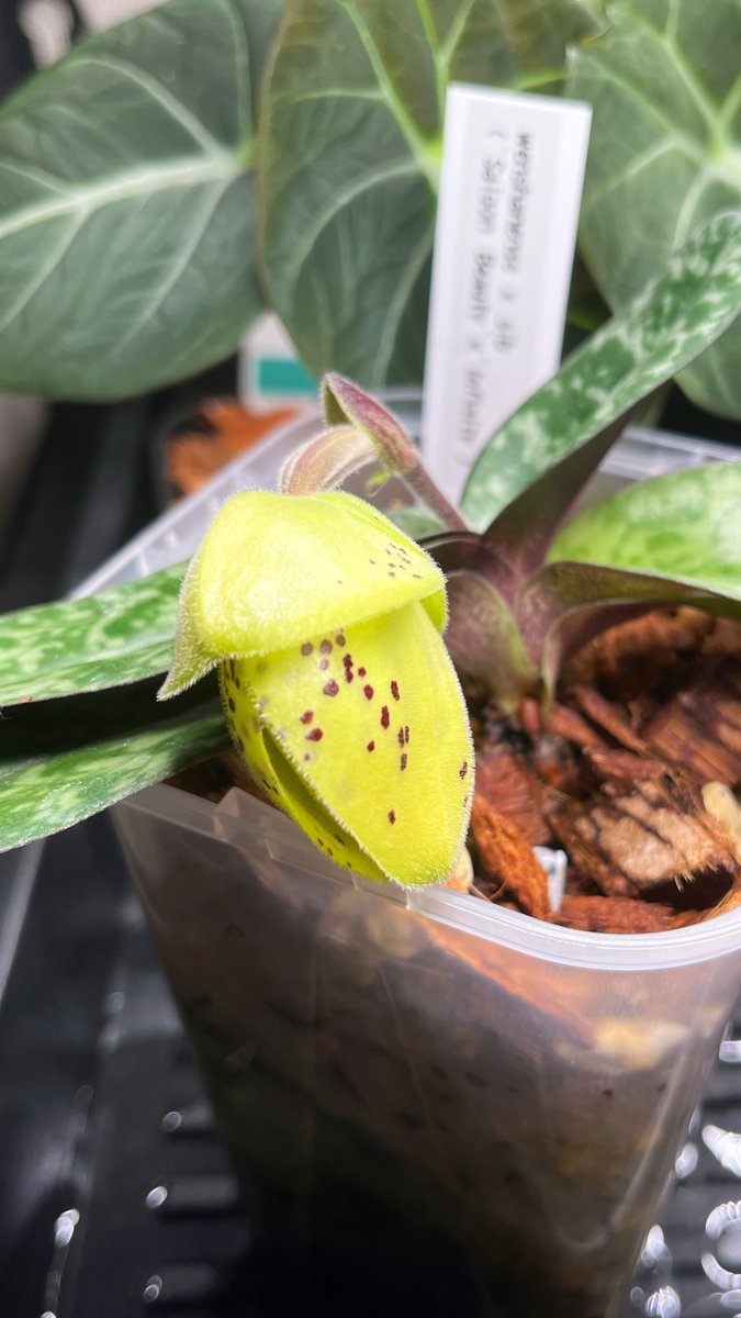 こっちももうすぐ…