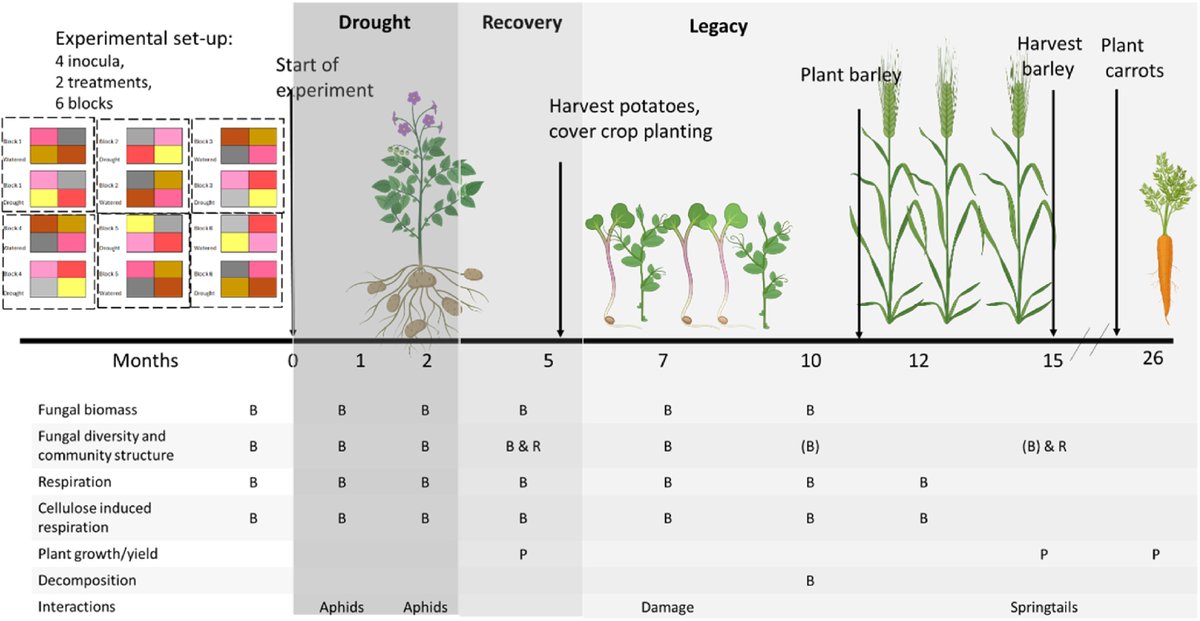 NL Inst of Ecology (@niooknaw) on Twitter photo New publication: #Drought has short-term effects on #soil fungal communities leading to long-term effects on #soilfunctions, by <a href="/e_hannula/">Emilia Hannula</a>. #climatechange #fungi
doi.org/10.1016/j.soil… New publication: #Drought has short-term effects on #soil fungal communities leading to long-term effects on #soilfunctions, by <a href="/e_hannula/">Emilia Hannula</a>. #climatechange #fungi
doi.org/10.1016/j.soil…