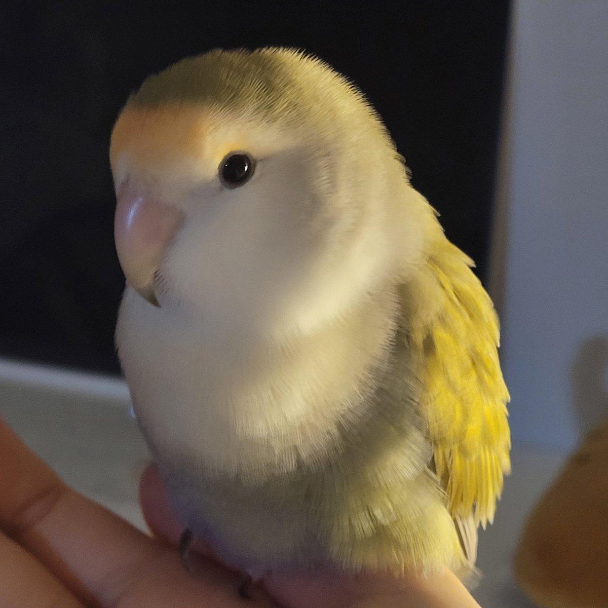 짹슨이 있었슨
딱히 뭘 하진 않았슨
그냥 귀여웠슨