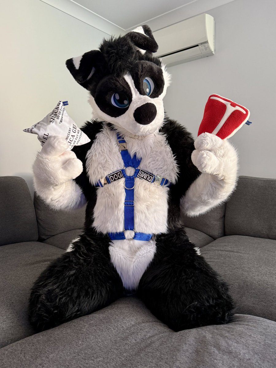 Dexter_Collie's tweet image. Happy Fursuit Friday!

Should I have the tasty balls or a boring steak?

📿@Charmis_fox 
📸 @ranger_shep 
#FursuitFriday