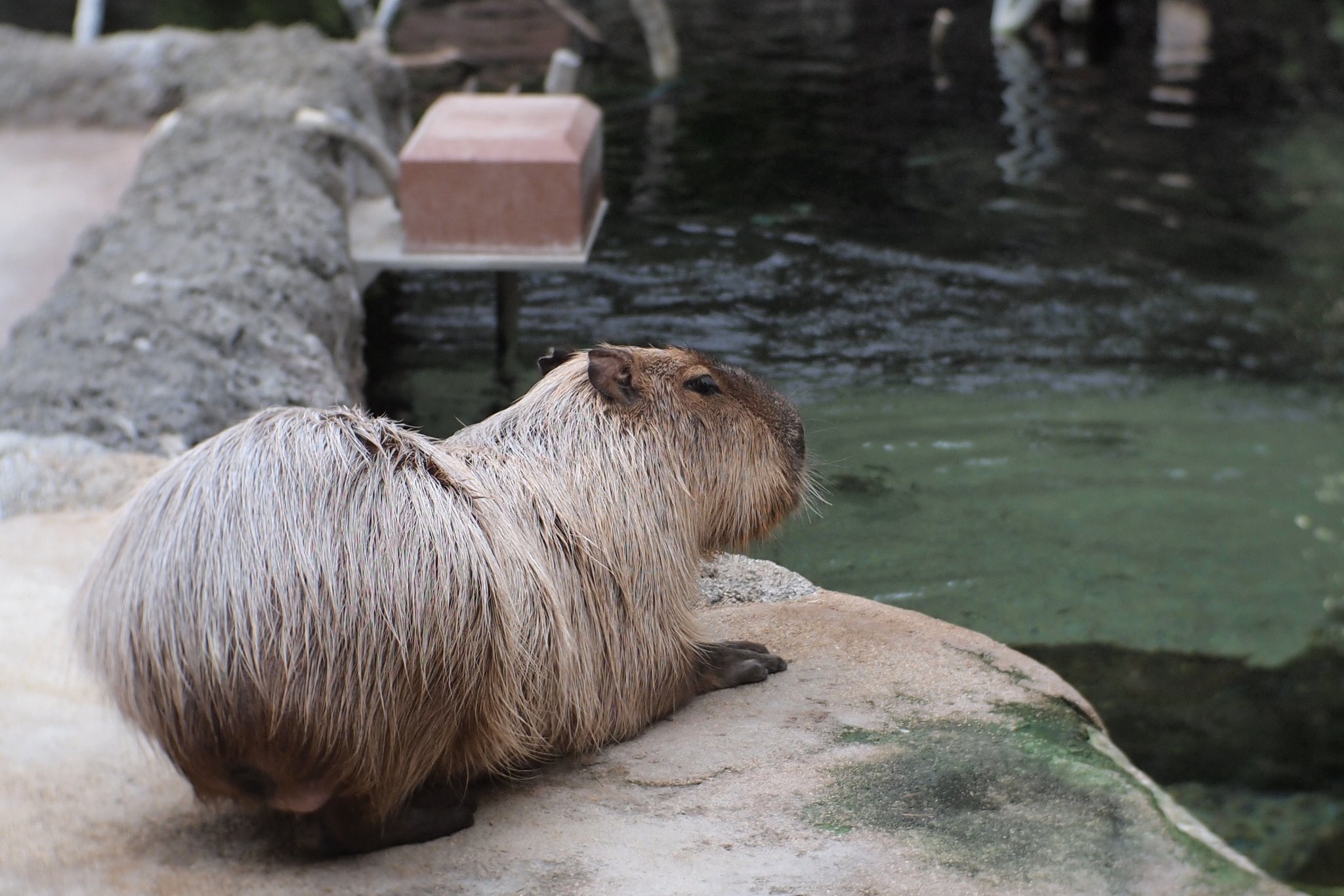 玄崎 尭@人生旅行中 on X: 