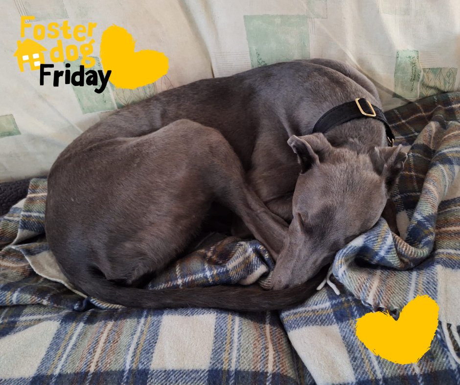 DT_WestCalder's tweet photo. #TDIFF Thank Dog it's Fostering Friday!⁣💛⁣⁣
⁣⁣⁣
Big or small, bouncy or shy, every dog in our care deserves a safe space to rest, play, and feel loved while they wait for their forever home. That’s where our amazing foster carers come in!⁣⁣⁣
⁣⁣⁣
By fostering, you’re giving a dog the chance to shine outside of kennel life and we’ll be with you every step of the way, covering all costs and offering full support.⁣⁣⁣
⁣⁣⁣
Ready to make a difference, one wag at a time?⁣⁣⁣
⁣⁣
Apply now to join our fostering family!- https://t.co/Y1DIcDx1rW⁣⁣
⁣⁣
#DogsTrust⁣⁣
#FosteringFriday⁣⁣
#AdoptDontShop