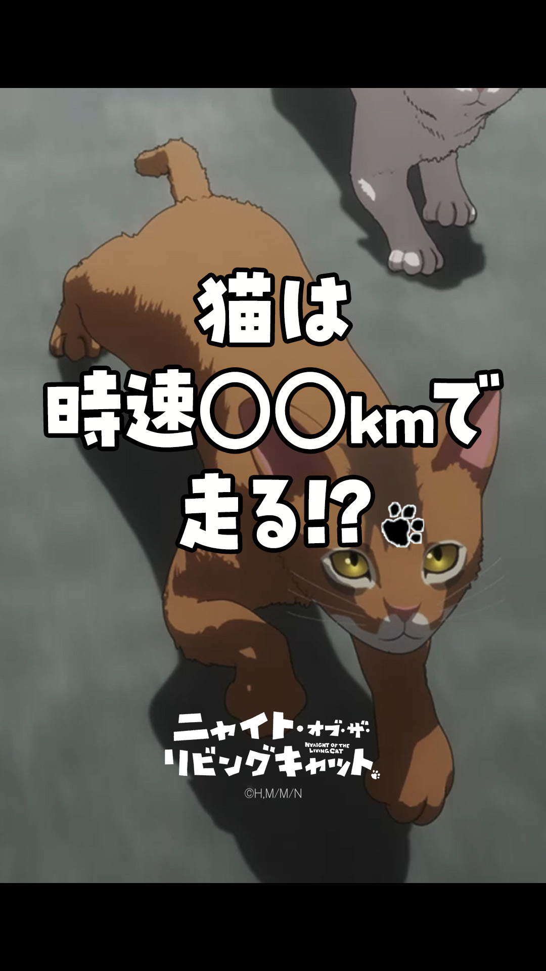 猫A 画像1 ＋ 14 最終値下げしました！ ソニー・ピクチャーズ on X: 