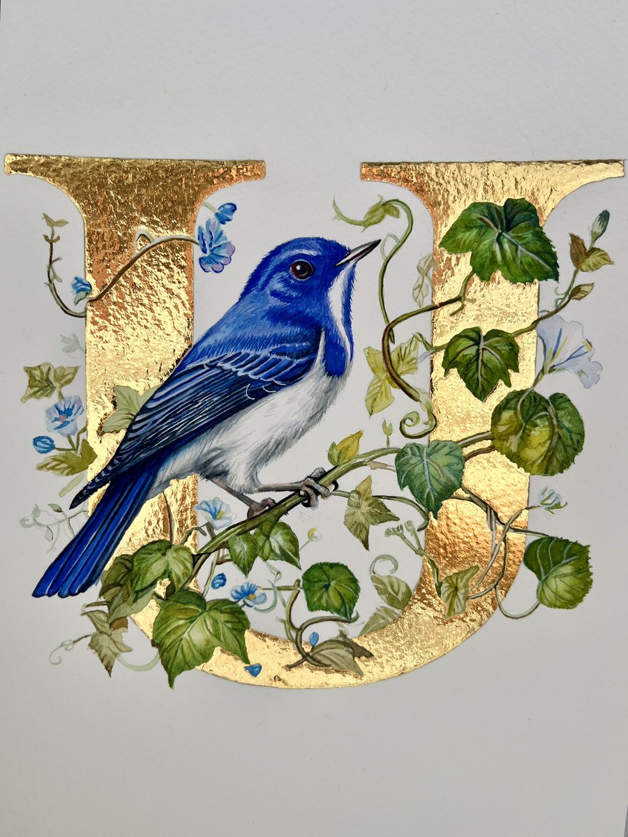 ‘U’ is for Ultramarine Flycatcher 
Watercolour, gouache and 24k gold
28 x 21 cms
By Sheila Wallis