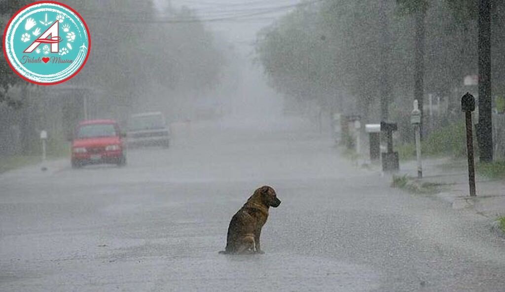 Flight Leader - #TheAviators remember those who passed alone and afraid, not knowing love until they ran on OTRB. OVR