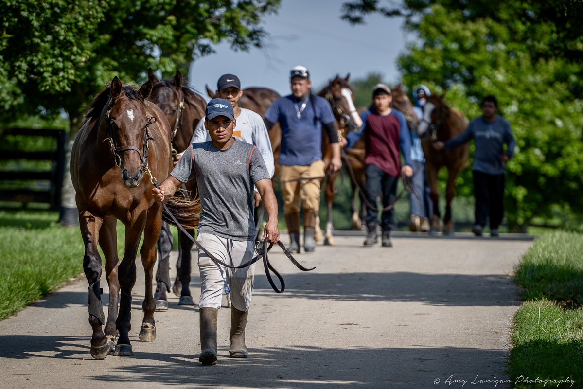 amylanigan1's tweet image. Yearling sale season is in full swing @MachmerHallSls @MachmerHall @craigbrogden Thanks to their hardworking team!