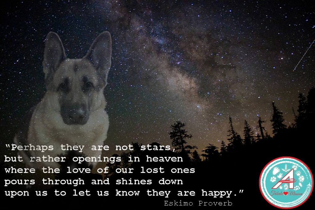 Flight Leader - #TheAviators are guided by stars to the Rainbow Bridge…but perhaps they are not stars. OVR