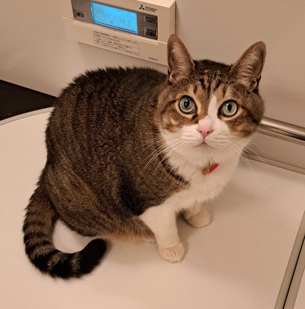 雨の日のねこ様♡ありがとうございます♡ 雨の日のねこ様♡ありがとうございます♡