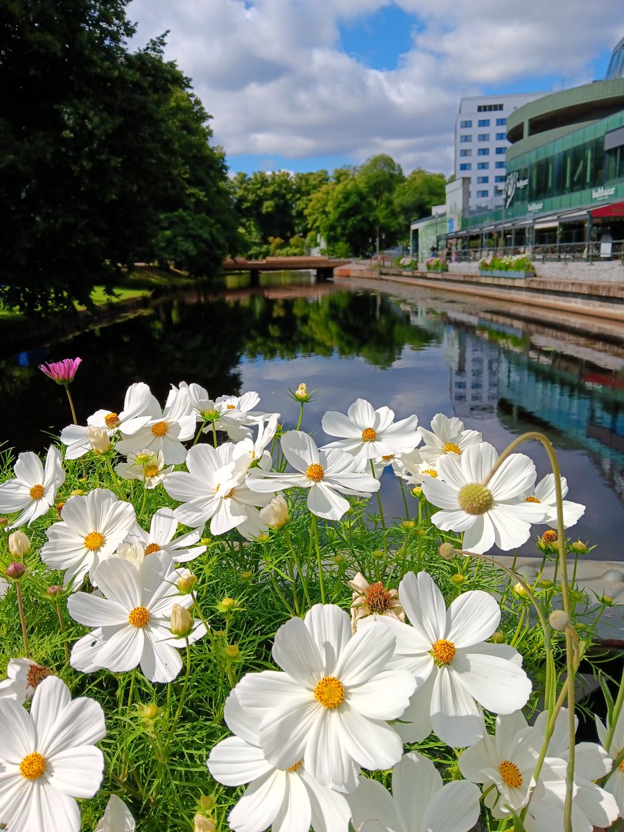 AnetteJonasson's tweet image. Happy friday☀️🍃🌸#FlowersOnFriday