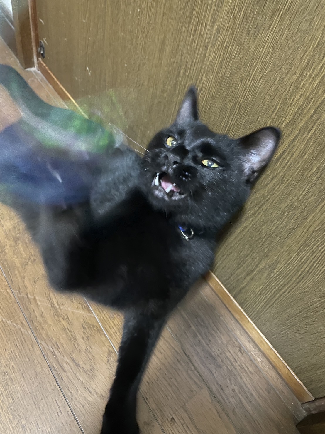 黒猫大好き くろねこ鍾馗 on X: 