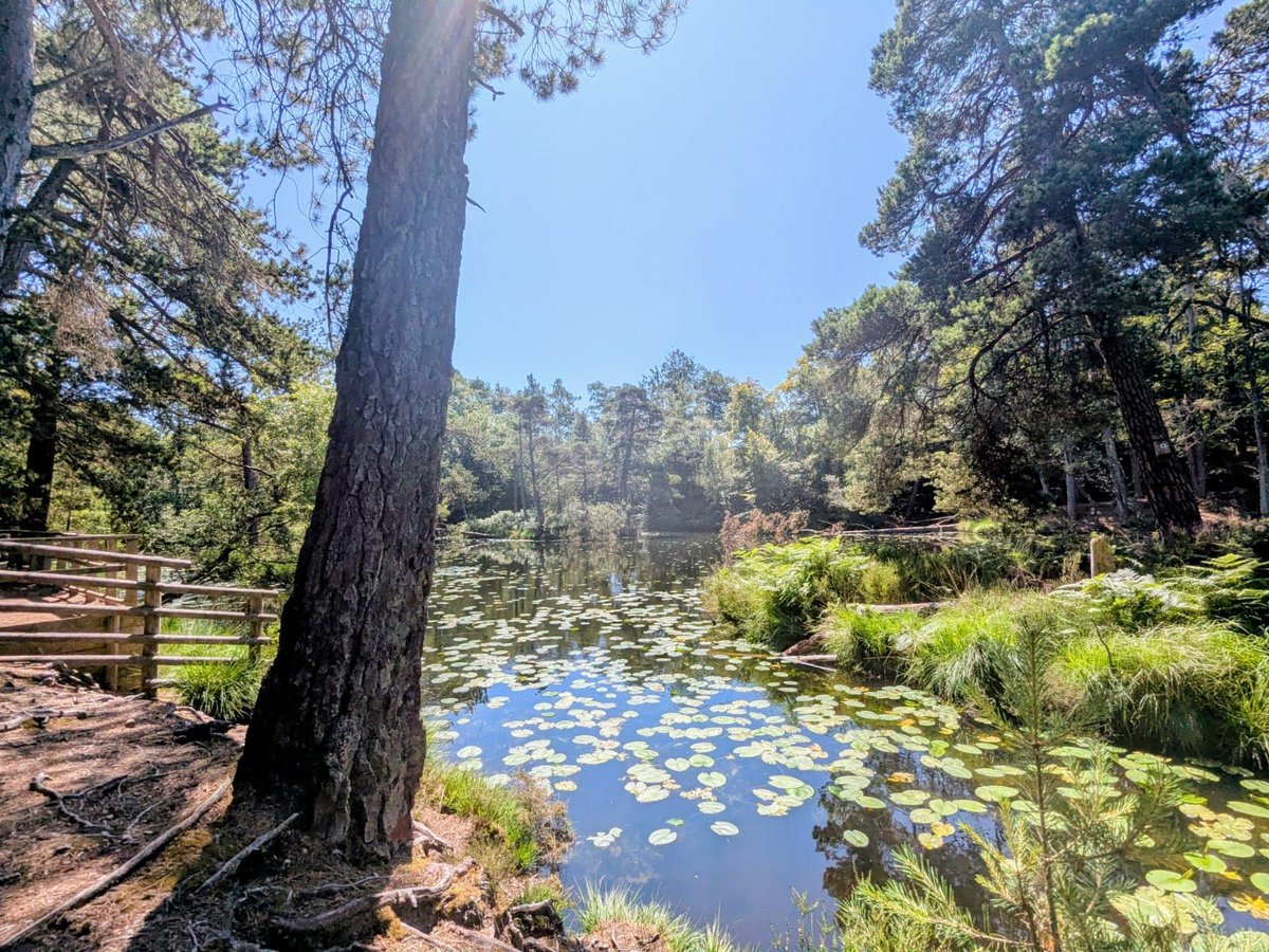 DevonWildlife's tweet image. There’s so much to explore at Bystock Pools - with views across a lily-pad filled lake or the chance to stroll through heathland or a wildflower meadow. 🌼 

Thanks to gifts in wills, we are able to protect Devon&apos;s wildlife and wild places like this one👇
buff.ly/3IqiiAz
