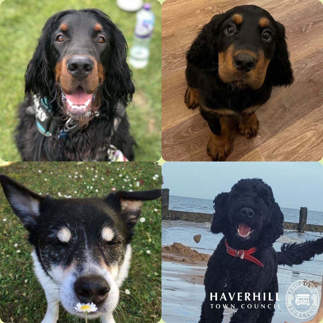 🐶 Picnic in the Park - Dog Show 🐕‍🦺
📆 Wed 6 August - from 1:00pm
📍 East Town Park

At this August's Picnic in the Park we will be hosting a fun dog show, in collaboration with Hawkedon &amp; Homefield Vets.

Find out more details below 👇
loom.ly/8XLF5EA