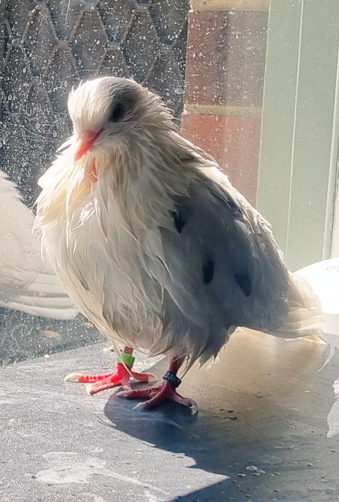 TeapotRooster's tweet image. Pearly after a bath