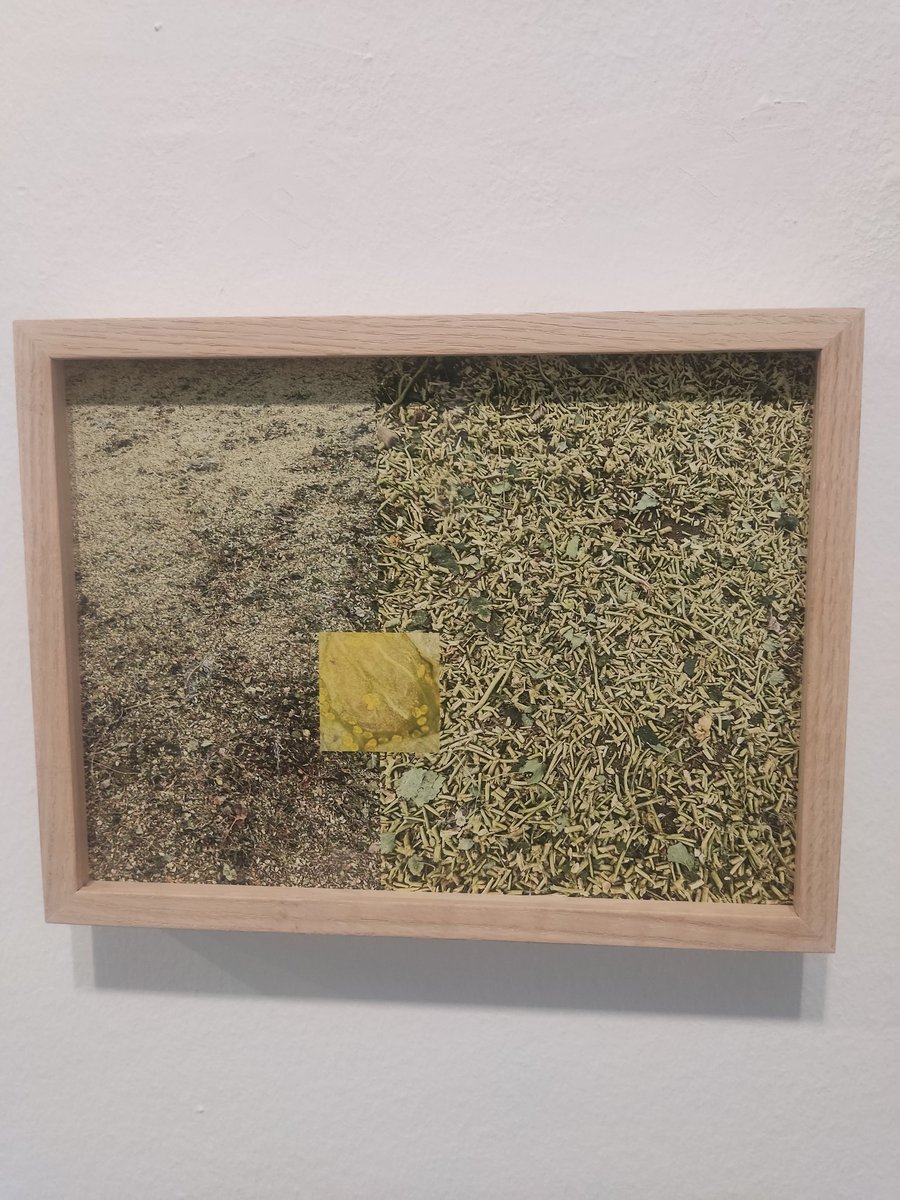 hcost's tweet image. Un lujo el trabajo desarrollado por Susana Cámara @EcologiasLupulo sobre Riqueza, vicio y letargo. Investigación, producción y exposición rigurosas y con conocimiento del territorio. Otra mirada necesaria y transformadora #palencia #fundacióndiazcaneja #lúpulo #trashumancia