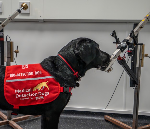 MedDetectDogs's tweet image. Rosie is in the training room learning how to detect the odour of bowel cancer in urine samples.
When she finds her target odour she stops in front of it until she hear the clicker, her trainer say "correct" and receives her treat reward.
If you can make a donation to our…