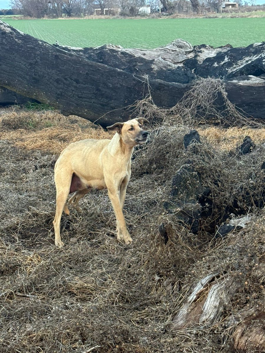 aaguvolpato's tweet image. Como pasa cada vez que se viraliza algo, llega a gente que no sigue el contexto y sale a criticar, cómodamente detrás de una pantalla. Acaso esa gente sabe cómo  malviven y mueren los perros asilvestrados ??? Acá  cuento lo que VI en AÑOS buscando a esta madre