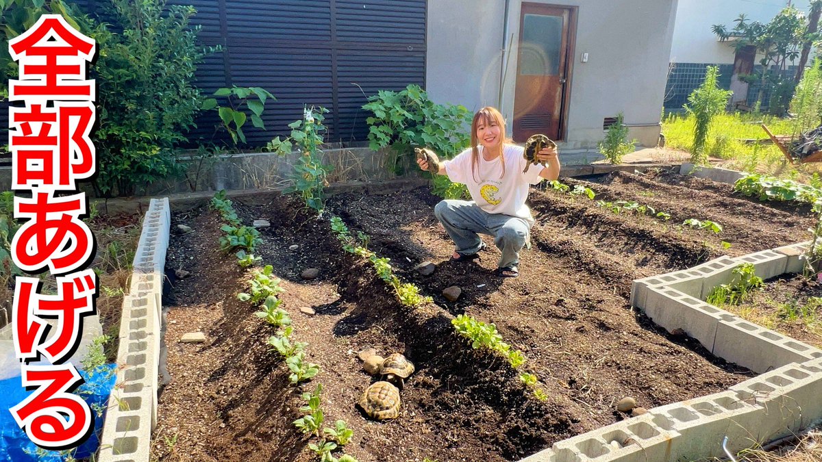 napo_gggggg's tweet image. 我が家のリクガメ達に畑を丸ごとあげてみた youtu.be/xDAqXc7F68A?si… @YouTubeより
本日の動画はこちら…!!!
大変なことになりました。