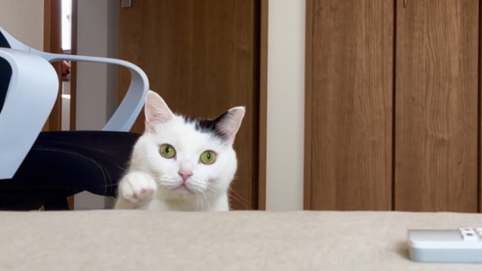 takeru0321neko's tweet image. YouTubeを公開したよ
たけちゃんの日常を短編集にしました
youtu.be/_YbH_6IKn3w?si…