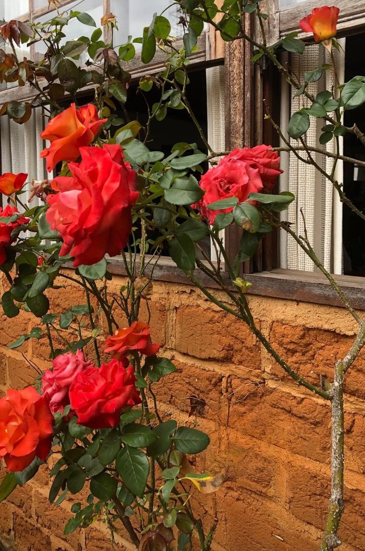 Fernand92542445's tweet image. Happy Friday🌹
#FlowersOnFriday 
#flowerphotography 
#photooftheday