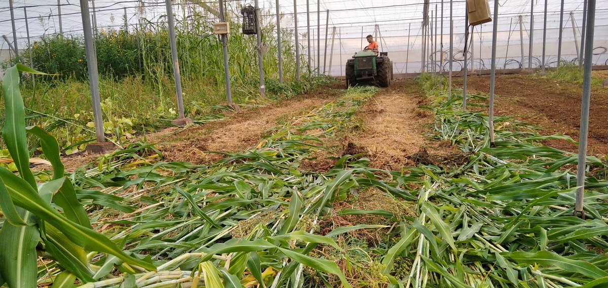 IfapaJunta's tweet image. ¿Quieres aprender sobre #biosolarización con cultivos #biocidas?🌱
El #IFAPA imparte en Almería un #taller práctico gratuito de #picado de cultivos biocidas e incorporación al suelo en #invernadero🚜
🗓️23 julio
📍La Mojonera (Almería)
📝Inscríbete en: lajunta.es/5s2cd