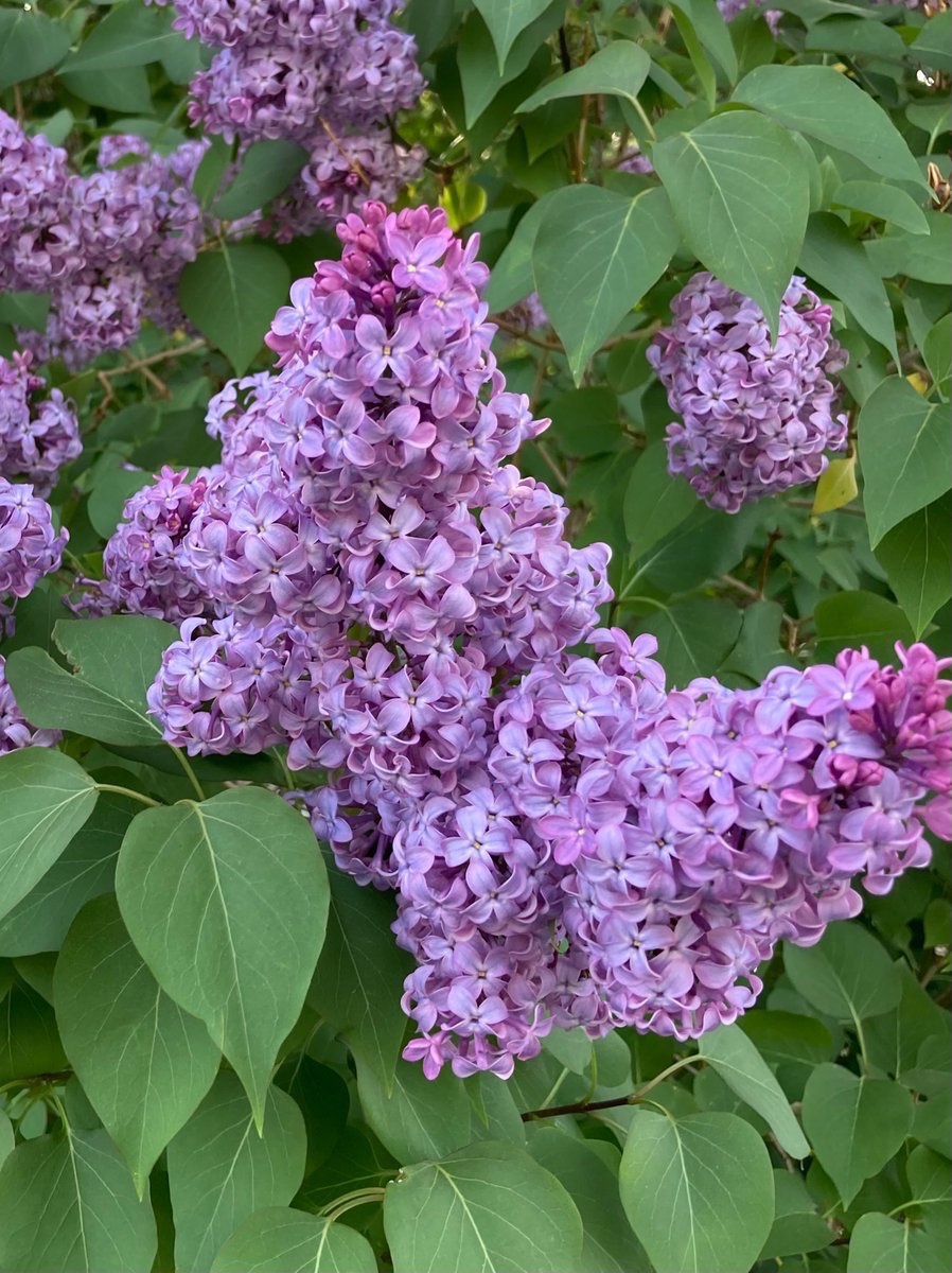 wildcreativity's tweet image. Sweet scented flowers
ignite sparks of memory
haunting fragrance.
#haiku #Flowers