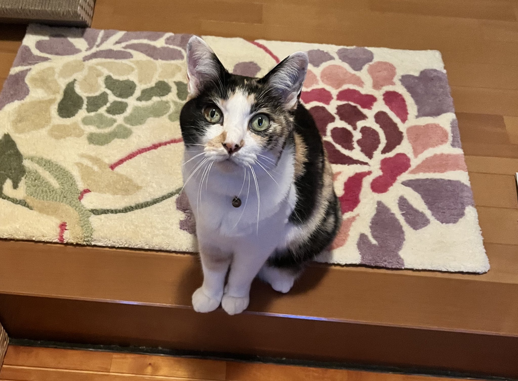 三毛猫様♡ありがとうございます♡ 三毛猫🐾月菜子さん on X: 