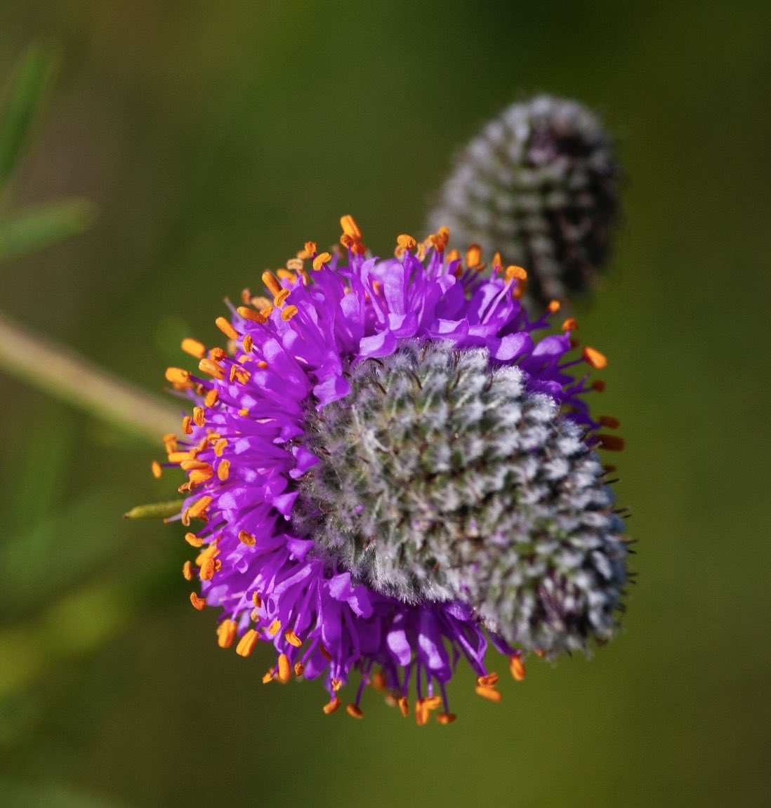 Flower Friday! I luv the iridescent fuchsia &amp; the bright, deep orange colors of Purple Prairie Clover. I also luv how the orange sticks up &amp; above like little balloons. #wildflowers #flowers #northdakota #prairie