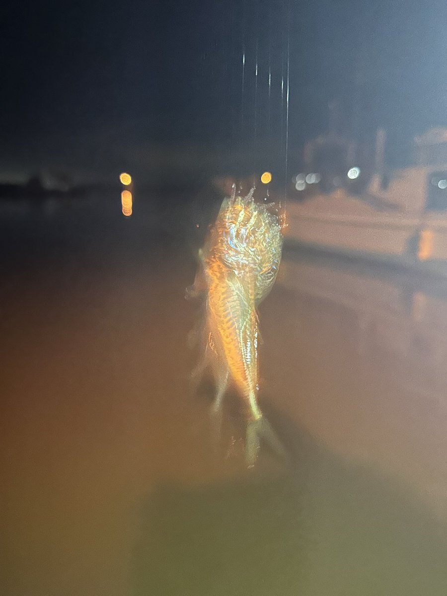 606アジング🐟