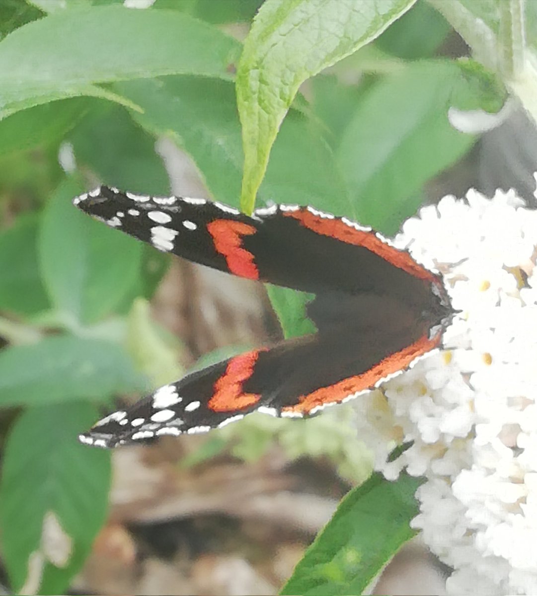 Ymwelydd prydferth 😍#iarfachyrhaf #pilipala