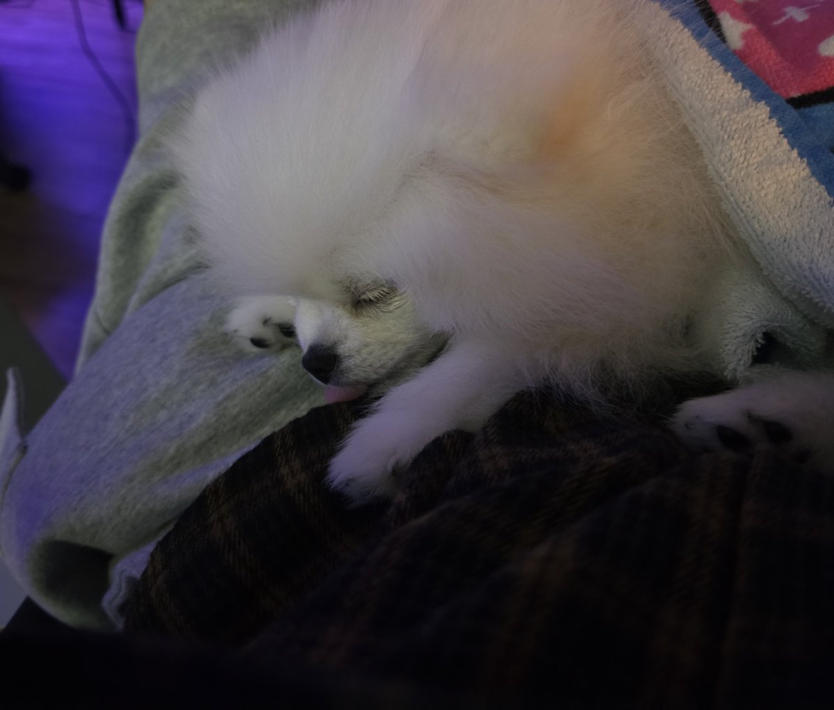도영이 강아지고양이들한테 이불 꼭꼭 덮어주는거 왤케 귀엽지 진짜 ㅠㅠㅠㅠㅠ ㉻ 웃갸