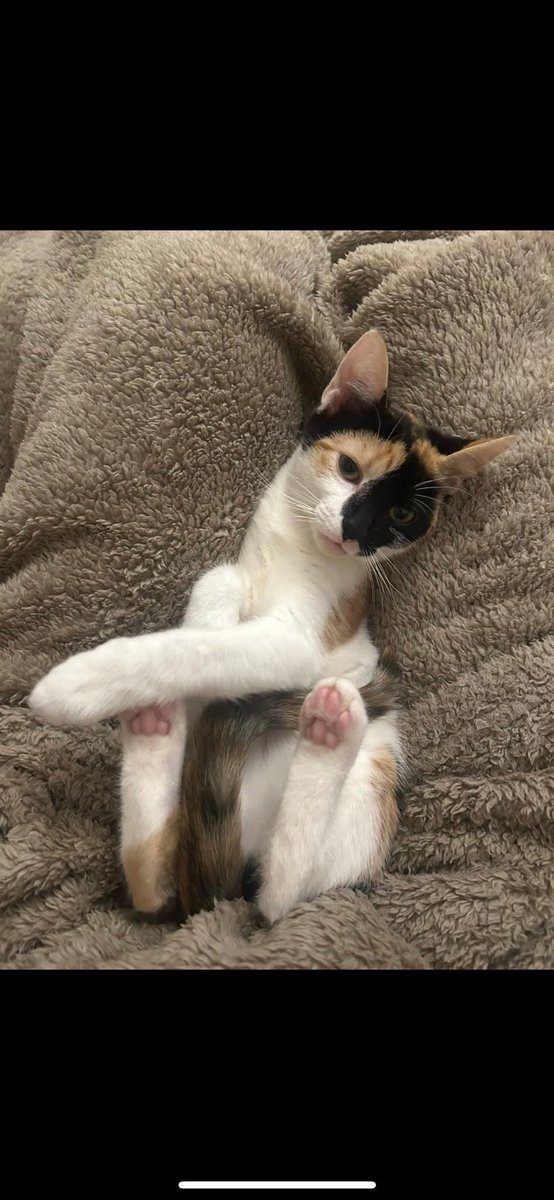 MissingPetsGB's tweet photo. #missingmini "Mini is STILL missing.💔 it has been almost 4 months now &amp; she will be turning 1 in 10 days time 🫶 she deserves the best Happy Birthday.
If anyone has seen Mini or knows where Mini is, please please get in touch!
#chesterlestreet https://t.co/fMxyK5Qit6