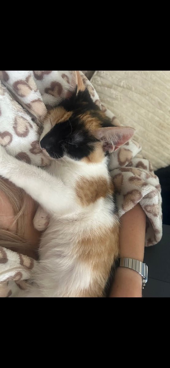 MissingPetsGB's tweet photo. #missingmini "Mini is STILL missing.💔 it has been almost 4 months now &amp; she will be turning 1 in 10 days time 🫶 she deserves the best Happy Birthday.
If anyone has seen Mini or knows where Mini is, please please get in touch!
#chesterlestreet https://t.co/fMxyK5Qit6