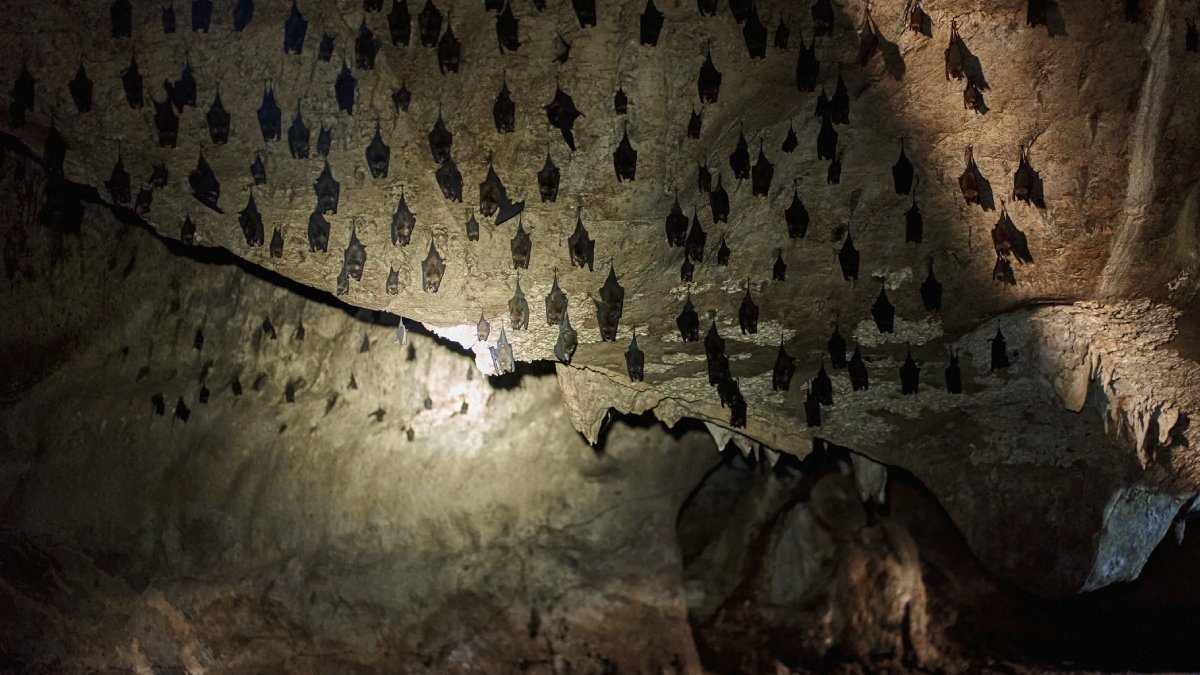 CDCMMWR's tweet image. Revisit the case: A family developed histoplasmosis, a fungal lung infection, after touring a bat-inhabited cave in Costa Rica in December 2024. Explore the findings:
bit.ly/43g0qIo