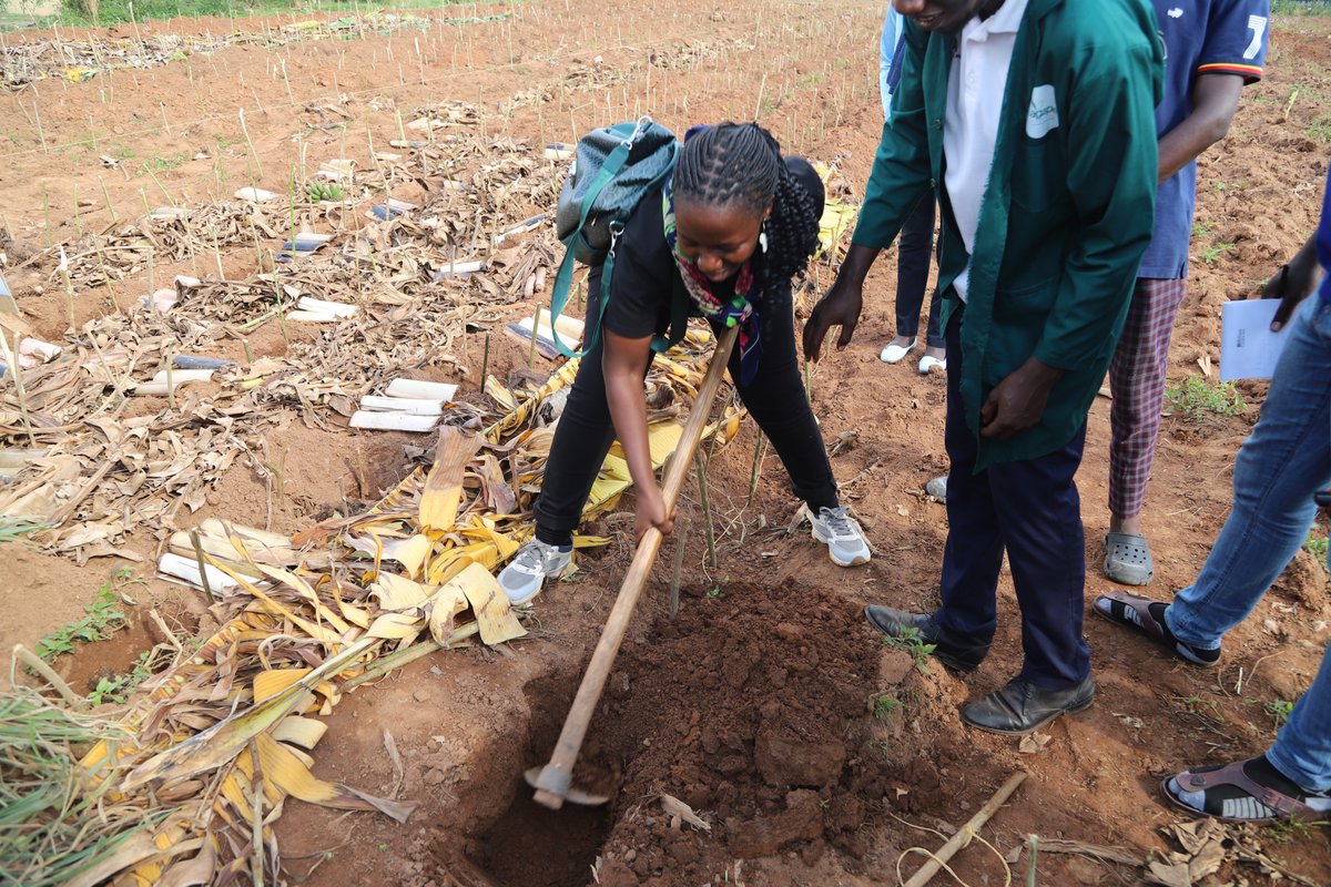 ASARECA (@asareca) on Twitter photo ToTs in Action: Mastering Permanent Planting Basins
At NARO Kawanda <a href="/NaroKawanda/">National Agricultural Research Laboratories(NARL)</a>, #ToTs are learning how to design and dig permanent planting basins measuring 70cm x 75cm x 30cm, a vital technique in Climate-Smart Agriculture.
Upon arrival, the group receives a warm welcome ToTs in Action: Mastering Permanent Planting Basins
At NARO Kawanda <a href="/NaroKawanda/">National Agricultural Research Laboratories(NARL)</a>, #ToTs are learning how to design and dig permanent planting basins measuring 70cm x 75cm x 30cm, a vital technique in Climate-Smart Agriculture.
Upon arrival, the group receives a warm welcome