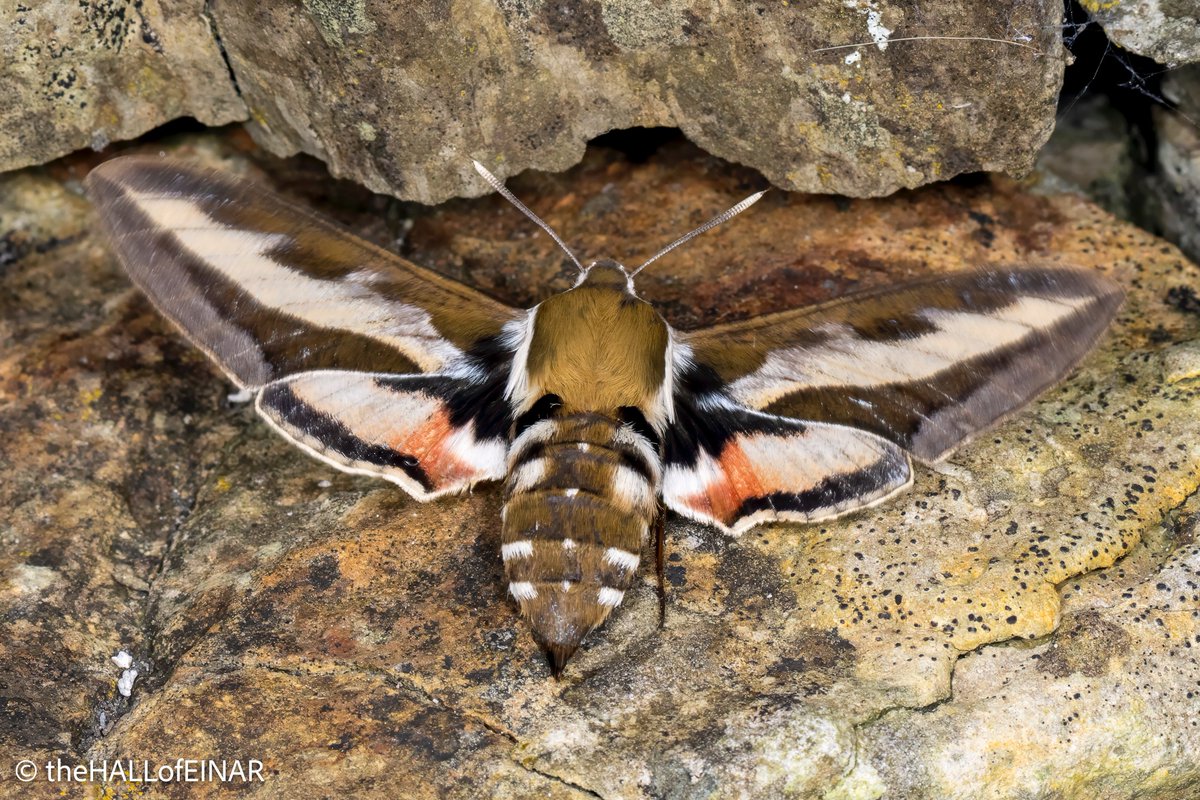 David @ The HALL of EINAR (@thehallofeinar) on Twitter photo A stunning Bedstraw Hawkmoth in the garden here on Westray. A first for the island, thanks to the three Moth-ers of Invention here (thanks to <a href="/stevedudley_/">Steve Dudley π·</a> ). <a href="/MigrantMothUK/">Migrant Lepidoptera</a>
An exceptional night with three species new to the Island. A stunning Bedstraw Hawkmoth in the garden here on Westray. A first for the island, thanks to the three Moth-ers of Invention here (thanks to <a href="/stevedudley_/">Steve Dudley π·</a> ). <a href="/MigrantMothUK/">Migrant Lepidoptera</a>
An exceptional night with three species new to the Island.
