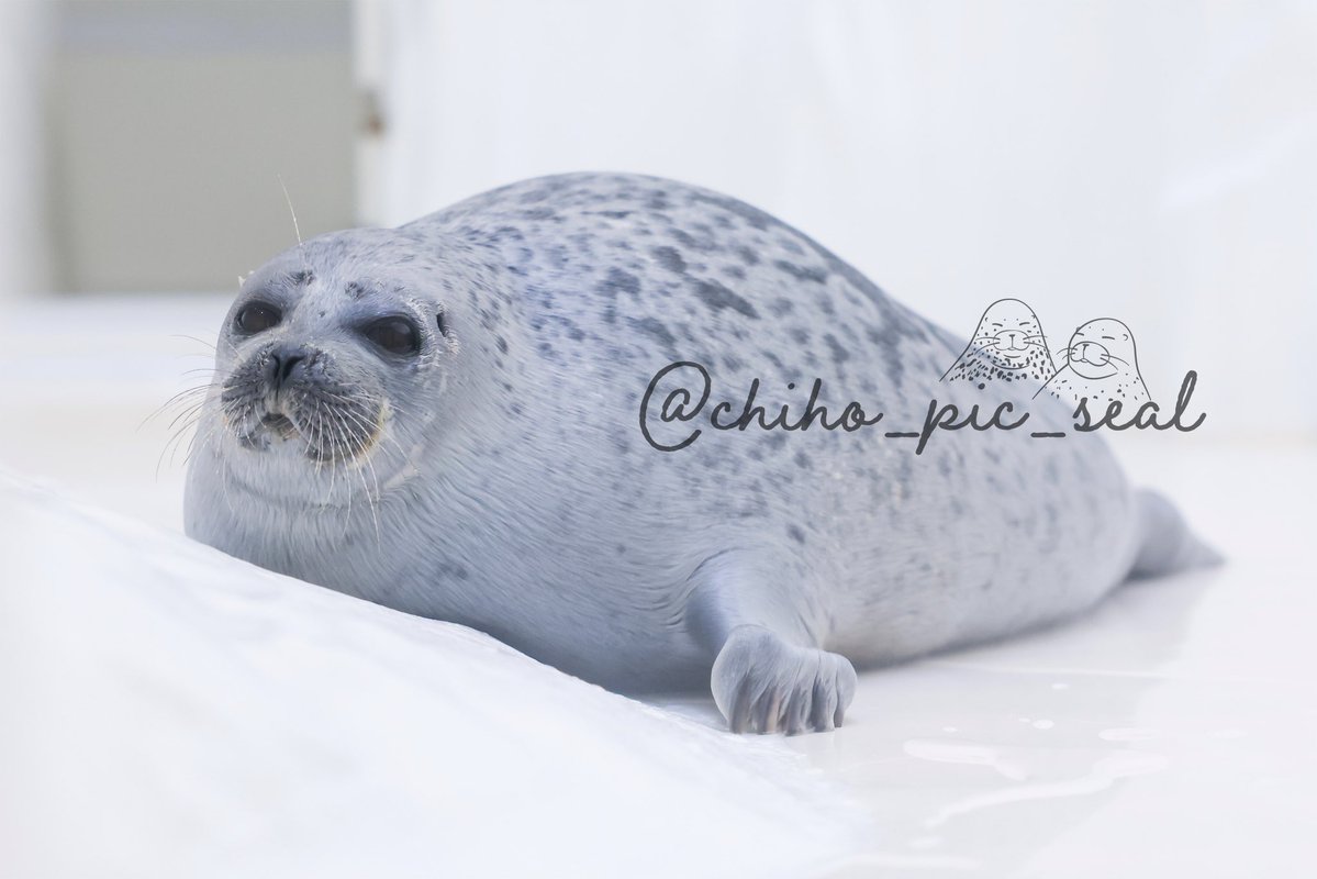 chiho_pic_seal's tweet image. ワモンアザラシのアラレちゃん♡
🦭Ringed seal / Arare
📆2025年撮影
📍 海遊館 Osaka Aquarium Kaiyukan
#海遊館
#ワモンアザラシ
#アザラシ
#seal