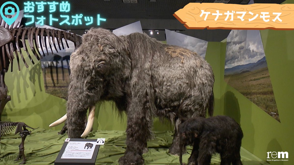 希少　氷河期マンモス標本標本 氷河期展」東京・国立科学博物館で、マンモスなど大型哺乳類の