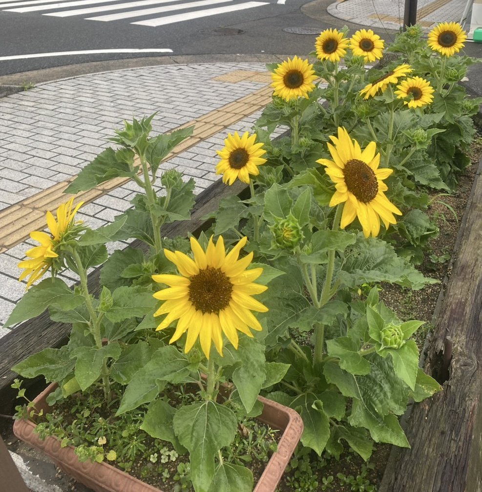 onomichi_keima's tweet image. 今日も一日ありがとうございました😊
店の前の七夕飾りでツバメが休憩していました
可愛くて思わず写しました📸
駐車場のひまわりも沢山咲きました🌻🌻🌻
雨が降って元気出たのかな?
明日の土曜夜店にお越しの際は是非ひまわりも見ていってくださいね☺️