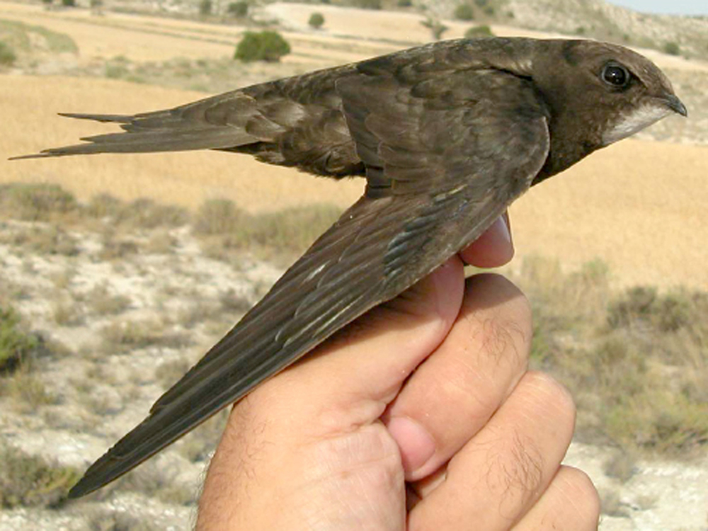 Hoy viernes 18 de julio, de 19:30 a 20:00 horas, en el final de la calle Goleta, SOS AVES LA RODA llevará a cabo una nueva suelta de vencejos. 

Antonio David Martínez nos ha informado en una entrevista de Petri González.

🔊 radiolaroda.com/nueva-suelta-d…