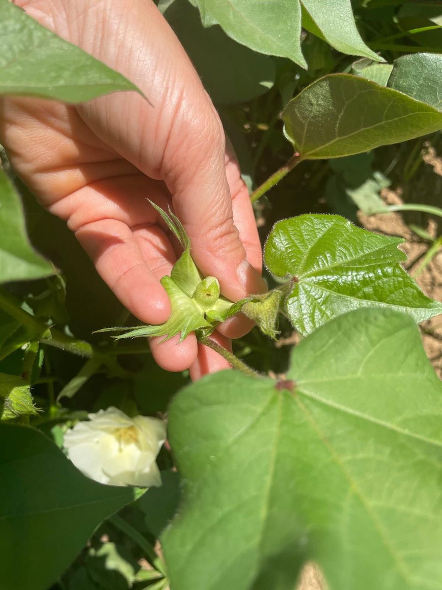 İlçemiz Karakuyu ve Çileme mahallelerinde bulunan Diabrotica virgifera (Batı Mısır Kök Kurdu) tuzakları ve Sancaklı Çileme ve Karakuyu mahallelerinde pamuk üretim alanlarında bulunan Helicoverpa armigera (Yeşilkurt) kontrol tuzakları kontrol edilmiştir. <a href="/MstafaSahin44/">Mustafa ŞAHİN</a>
