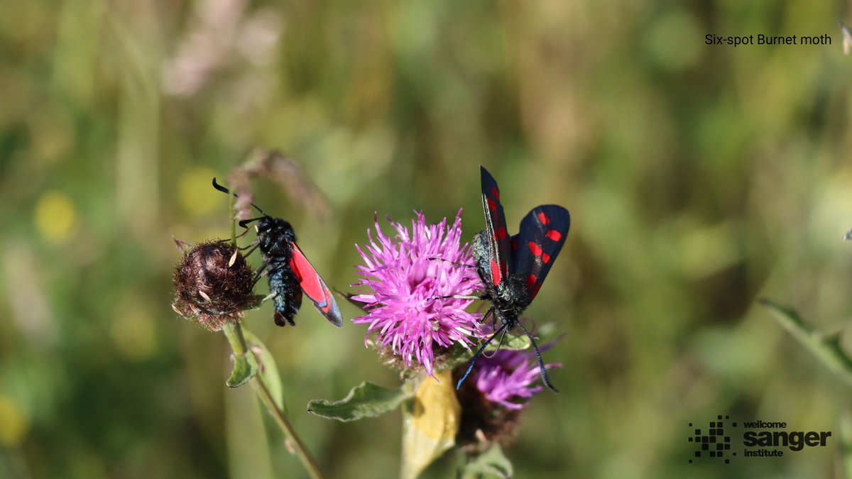 sangerinstitute's tweet image. Are you taking part in the #BigButterflyCount this year, or are you a butterfly fan all year round?
Our latest blog dives into the DNA of butterflies and moths seen and sequenced here on Campus.
Learn some fun facts about these colourful creatures ⤵️
sangerinstitute.blog/2025/07/18/ten…
