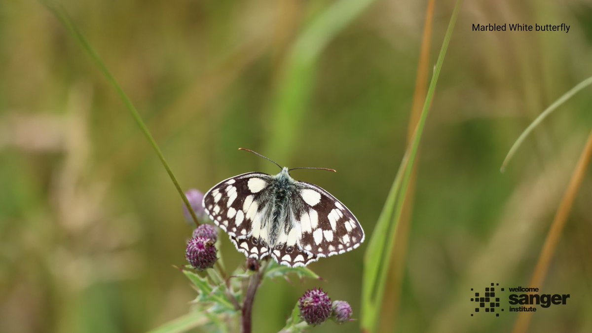 sangerinstitute's tweet image. Are you taking part in the #BigButterflyCount this year, or are you a butterfly fan all year round?
Our latest blog dives into the DNA of butterflies and moths seen and sequenced here on Campus.
Learn some fun facts about these colourful creatures ⤵️
sangerinstitute.blog/2025/07/18/ten…