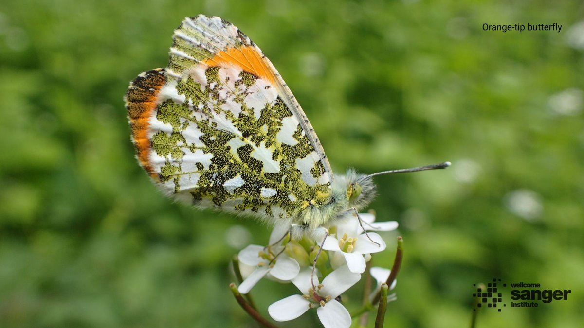 sangerinstitute's tweet image. Are you taking part in the #BigButterflyCount this year, or are you a butterfly fan all year round?
Our latest blog dives into the DNA of butterflies and moths seen and sequenced here on Campus.
Learn some fun facts about these colourful creatures ⤵️
sangerinstitute.blog/2025/07/18/ten…