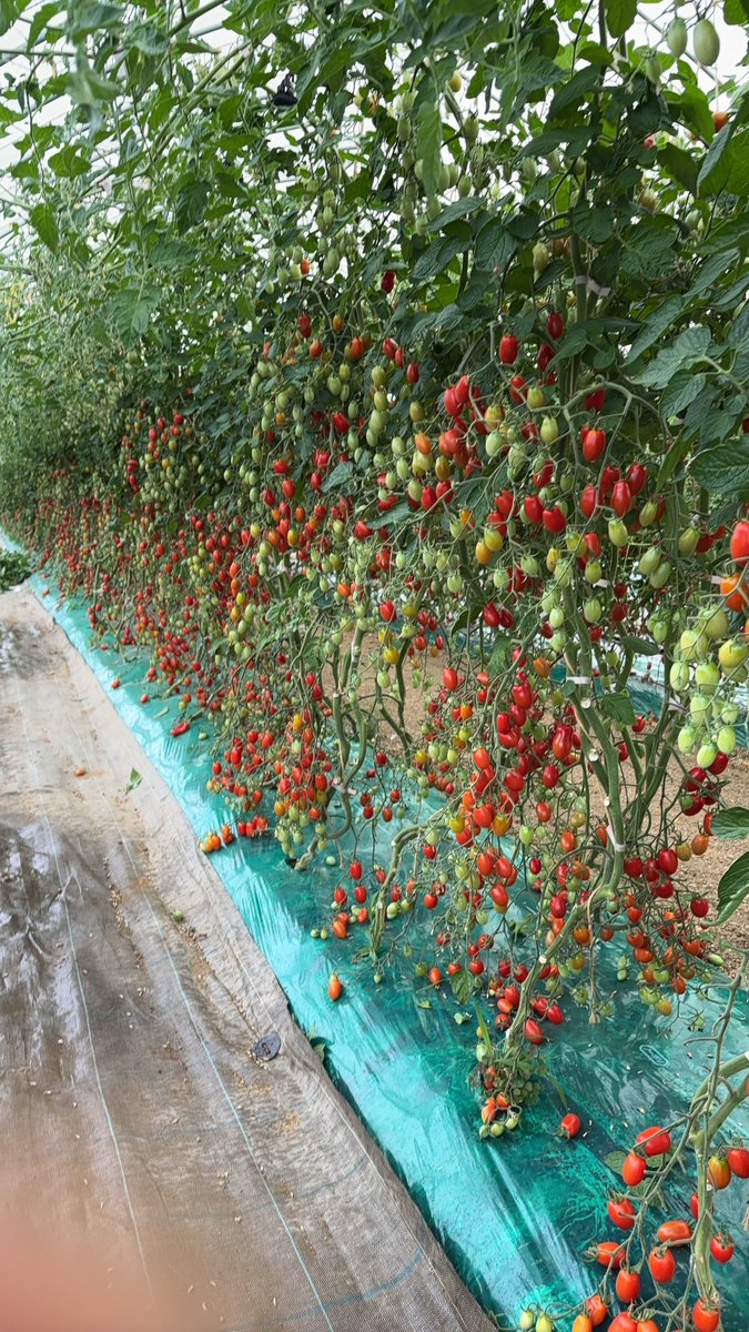 flnakamurafarm's tweet image. 今シーズンのさくらんぼ
昨日全ての発送完了
雨除けビニールも剥がして資材も片付け
作業場もトマト仕様になりました
今シーズンは写真を撮ることもなく、SNS発信もなく、どれだけ余裕がなかったのかと…
今日からトマト農家に転向しております
収量も過去最速最高値
待ったなしです…休ませて…🫠