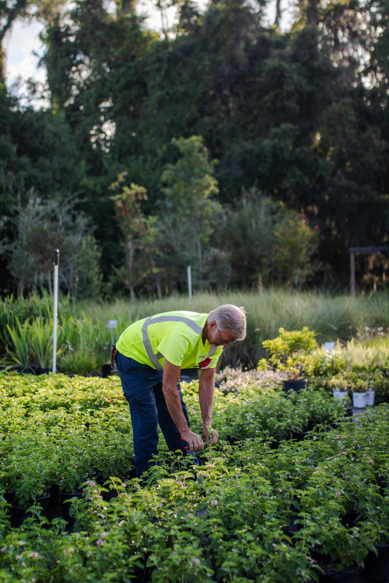UFFacilities's tweet image. Happy #FSFlowerFriday🌻
Before our flowers steal the spotlight around campus, they get their start here 🌱
They grow up so fast :’)
Proud of them. (and our amazing team, ofc.)
#ProudPlantParents🧡💙
#UFFacilities #UFInBloom #UF #GatorNation