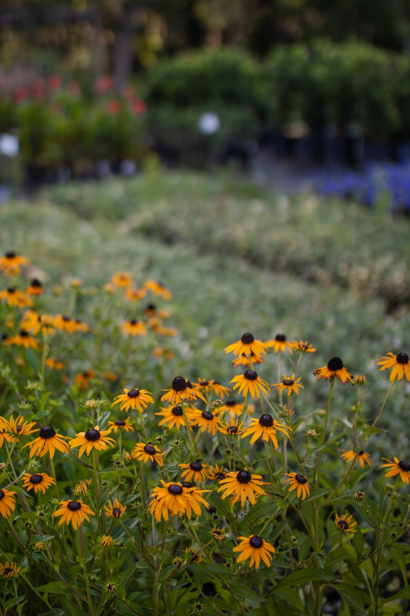 UFFacilities's tweet image. Happy #FSFlowerFriday🌻
Before our flowers steal the spotlight around campus, they get their start here 🌱
They grow up so fast :’)
Proud of them. (and our amazing team, ofc.)
#ProudPlantParents🧡💙
#UFFacilities #UFInBloom #UF #GatorNation