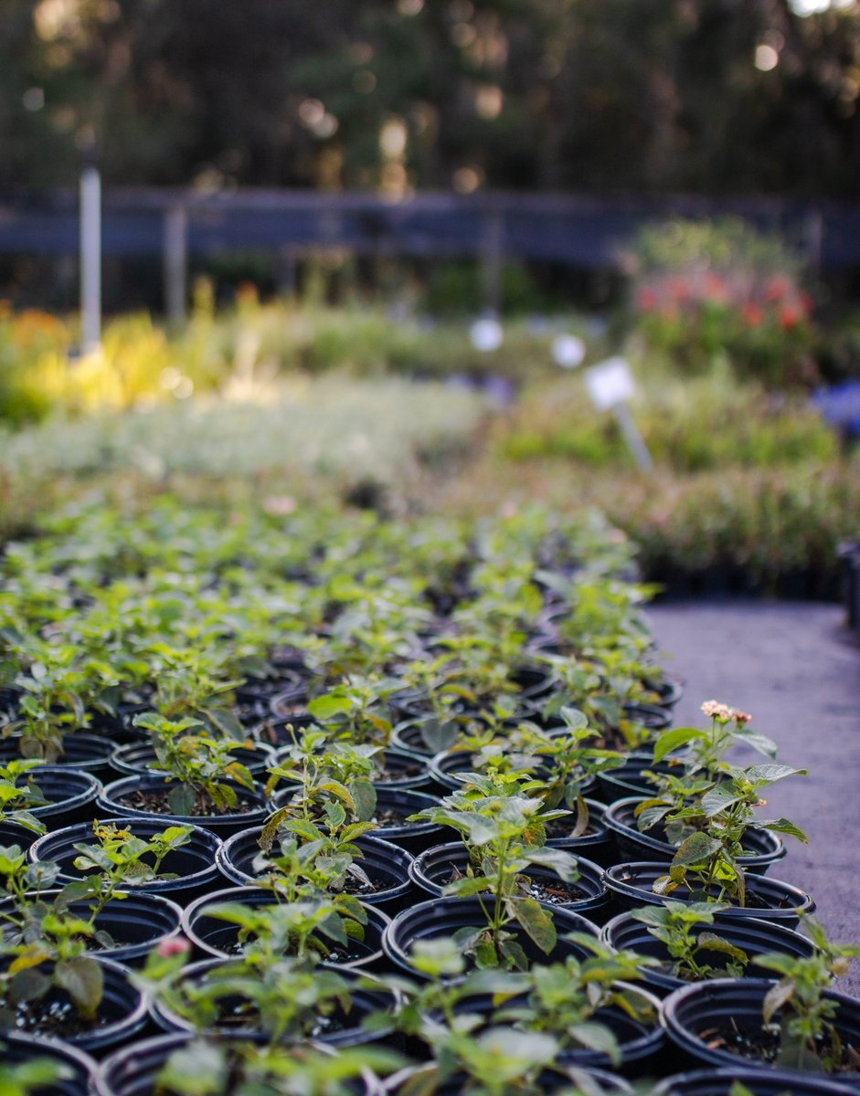 UFFacilities's tweet image. Happy #FSFlowerFriday🌻
Before our flowers steal the spotlight around campus, they get their start here 🌱
They grow up so fast :’)
Proud of them. (and our amazing team, ofc.)
#ProudPlantParents🧡💙
#UFFacilities #UFInBloom #UF #GatorNation