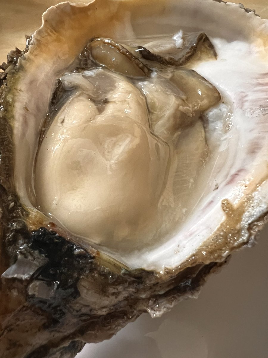 私へのご褒美？と称して新規店舗にて【生岩牡蠣🦪】をいただきました😋

...明日仕事だった事を失念していました🥹笑
#当たったらアウト
結果や🦑に！？👽