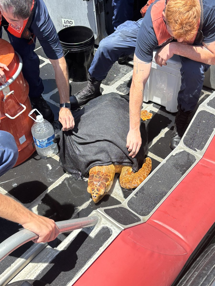 USCGSoutheast's tweet image. 🚨🛟 Two missions, one purpose: protect and serve.🐢🚨
This week, @USCG Station Fort Pierce's crew rescued an injured sea turtle near Dynamite Point & a person from a capsized vessel near Rope Swing Island. Quick reporting and crew readiness made all the difference.
#AlwaysReady